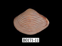 藏品(厚蛤)的圖片